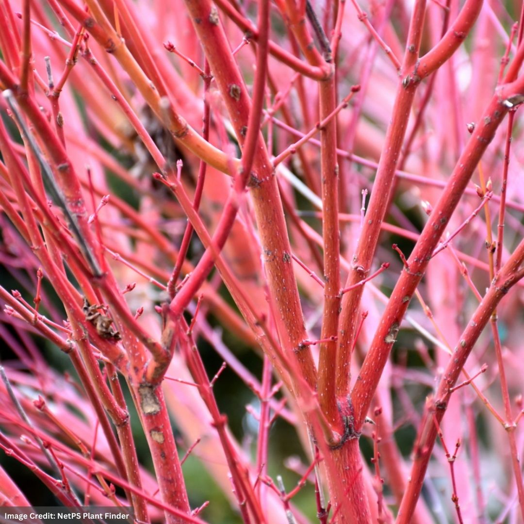 Japanese Maple – Coral Bark – #3 Container